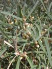 Hakea corymbosa