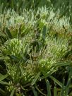 Hakea corymbosa