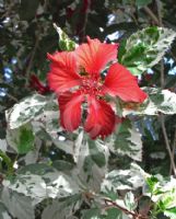 Hibiscus rosa-sinensis Snow Queen