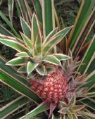 Ananas comosus bracteatus Tricolor