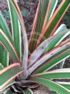 Ananas comosus bracteatus Tricolor