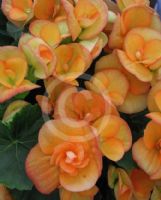 Begonia tuberhybrida