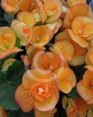 Begonia tuberhybrida