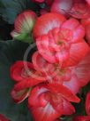 Begonia tuberhybrida