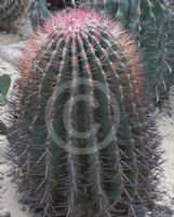 Ferocactus pilosus