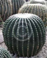 Echinocactus grusonii inermis