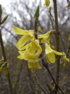 Forsythia giraldiana