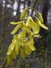 Forsythia giraldiana