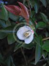 Camellia transnokoensis