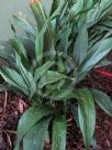 Aspidistra lurida Ginga