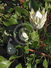 Protea cynaroides King White