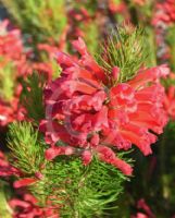 Erica abietina