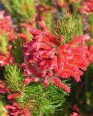 Erica abietina