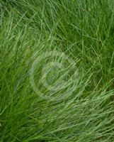 Lomandra confertifolia Little Con