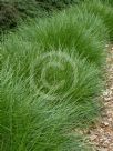 Lomandra confertifolia Little Con