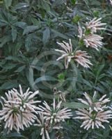 Leonotis leonurus albiflora