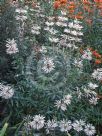 Leonotis leonurus albiflora