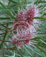 Hakea multilineata