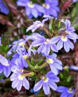 Scaevola aemula Purple Fanfare