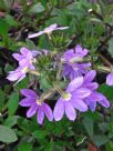 Scaevola aemula Purple Fanfare