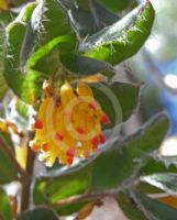 Grevillea pimeleoides