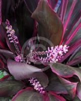 Cordyline fruticosa Rubra