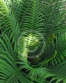 Blechnum gibbum Silver Lady