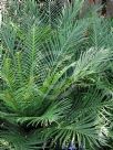 Blechnum gibbum Silver Lady