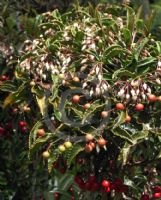 Ardisia crenata