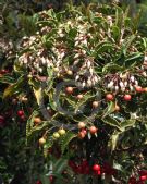 Ardisia crenata