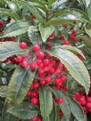 Ardisia crenata