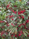 Ardisia crenata