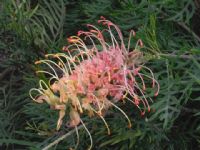 Grevillea Peaches and Cream