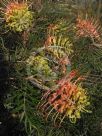 Grevillea Peaches and Cream