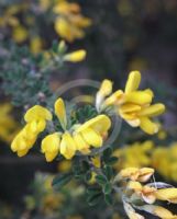 Genista monspessulana