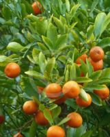 Citrus microcarpa