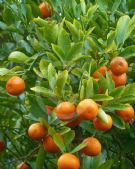 Citrus microcarpa