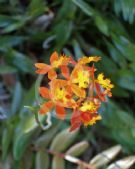 Epidendrum