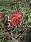 Grevillea Sylvia