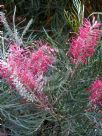 Grevillea Sylvia