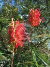 Grevillea Sylvia