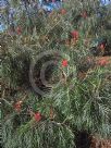 Grevillea Sylvia