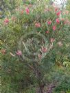 Grevillea Sylvia