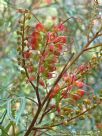 Grevillea Firesprite