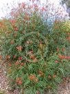 Grevillea Firesprite