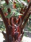 Cyathea contaminans