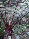 Cyathea contaminans