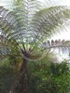 Cyathea contaminans