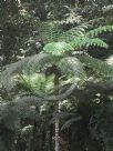 Cyathea contaminans