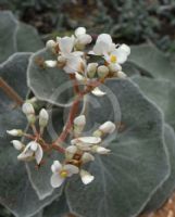 Begonia venosa